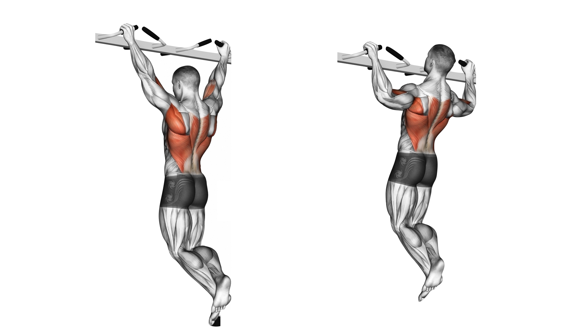 Musculation : Tout savoir sur les tractions - Pull Up Fitness