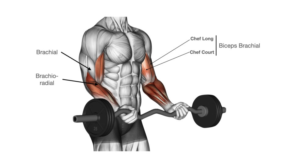 Le Biceps Curl Muscu Street Et Crossfit