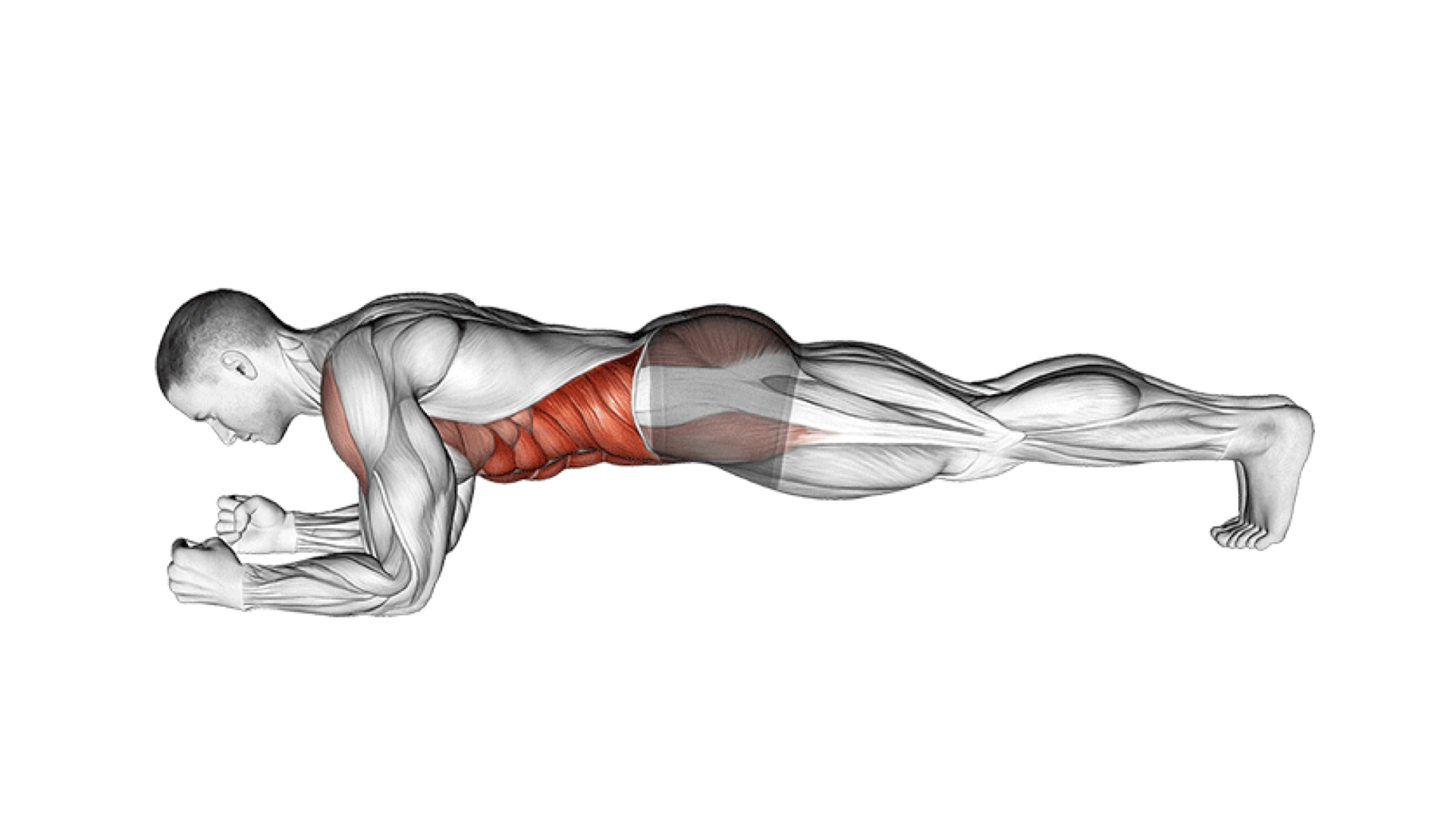 Можно греть мышцы. Планка анатомия. Планка какие мышцы работают. Боковая планка анатомия. Планка упражнение мышцы.