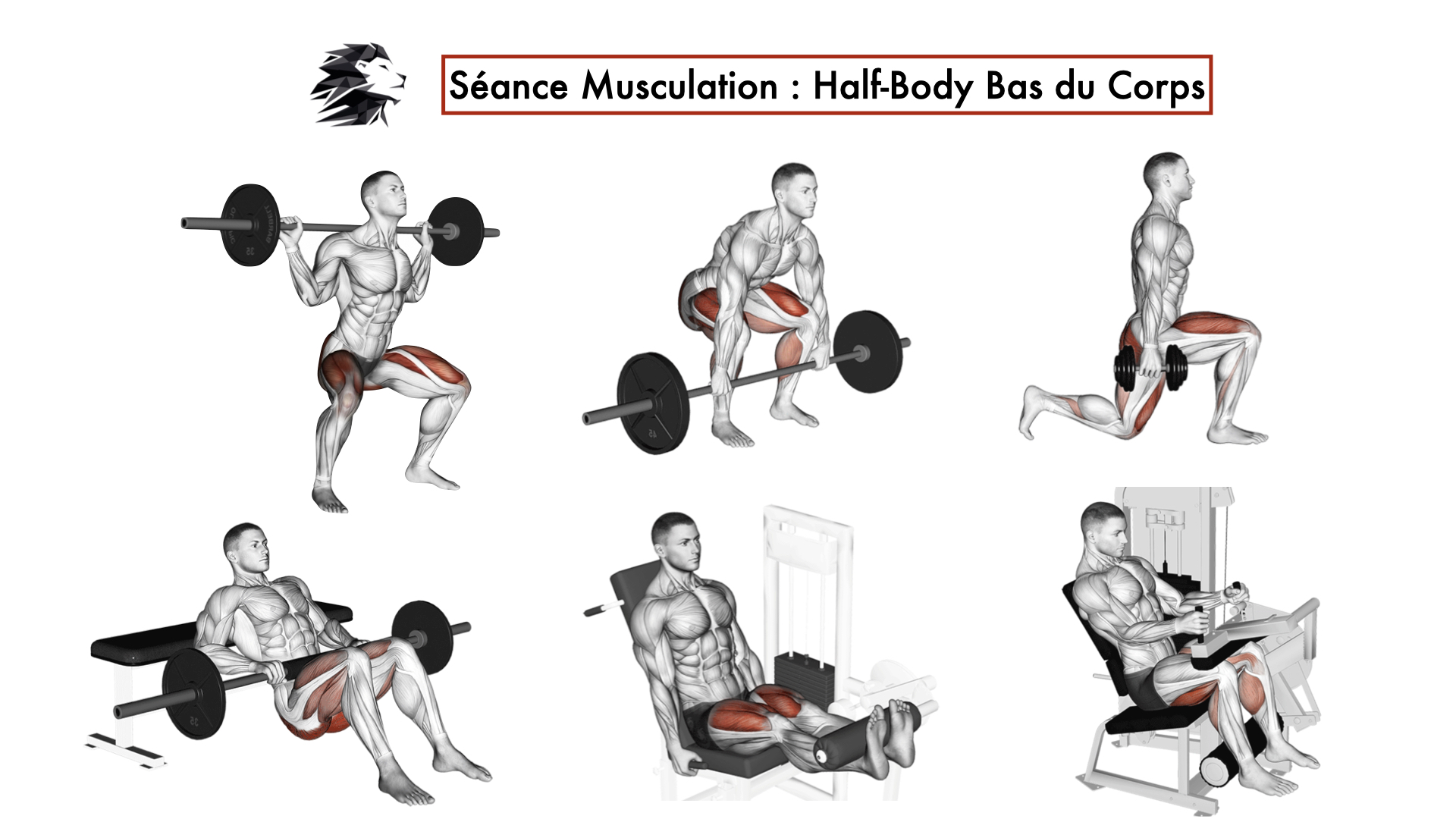 Séance Musculation #8 - Half-Body Bas du Corps