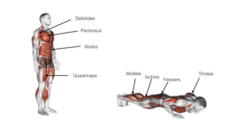 Les Burpees Muscu Street Et Crossfit
