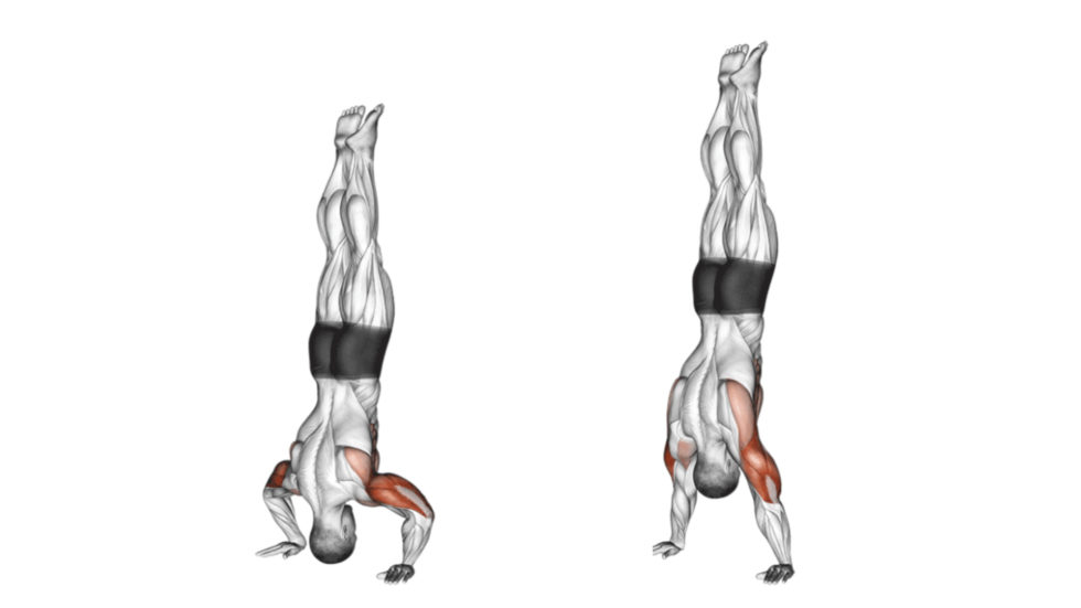 Les Handstand pushup Muscu Street et Crossfit