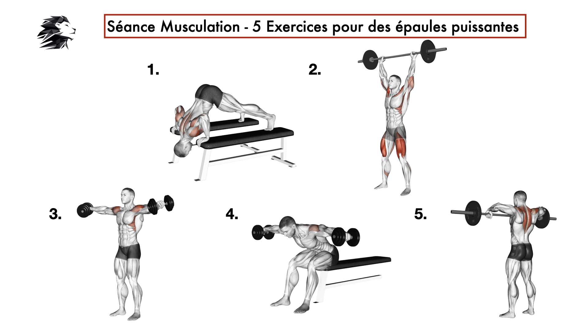 Musculation épaules Femme : Programme et exercices, Toutelanutrition